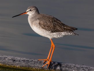 ביצנית אדומת-רגל
