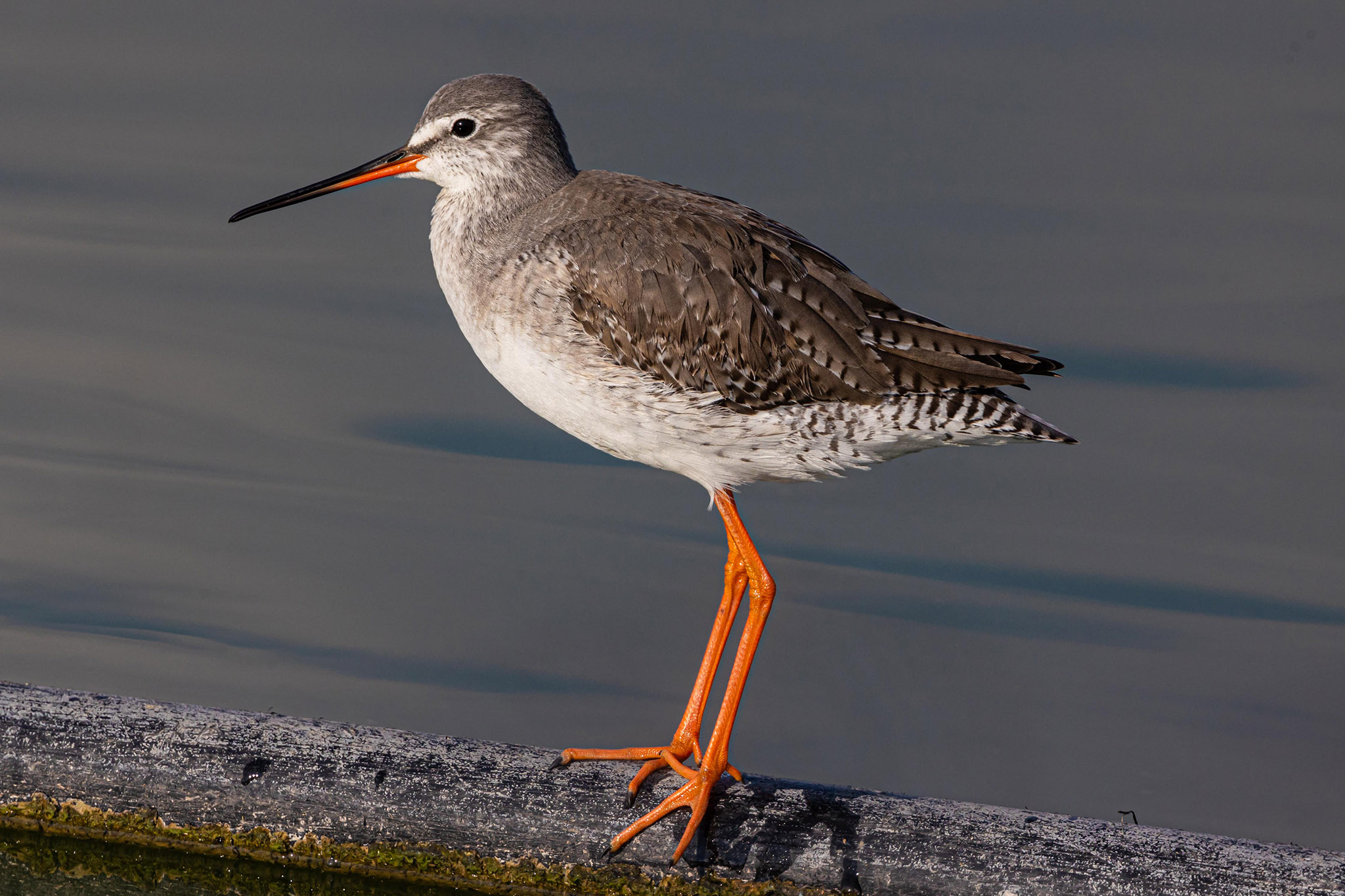ביצנית אדומת-רגל
