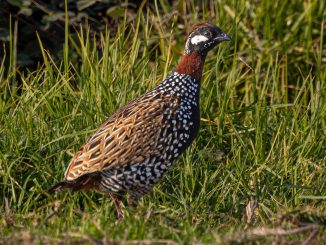 פרנקולין שחור