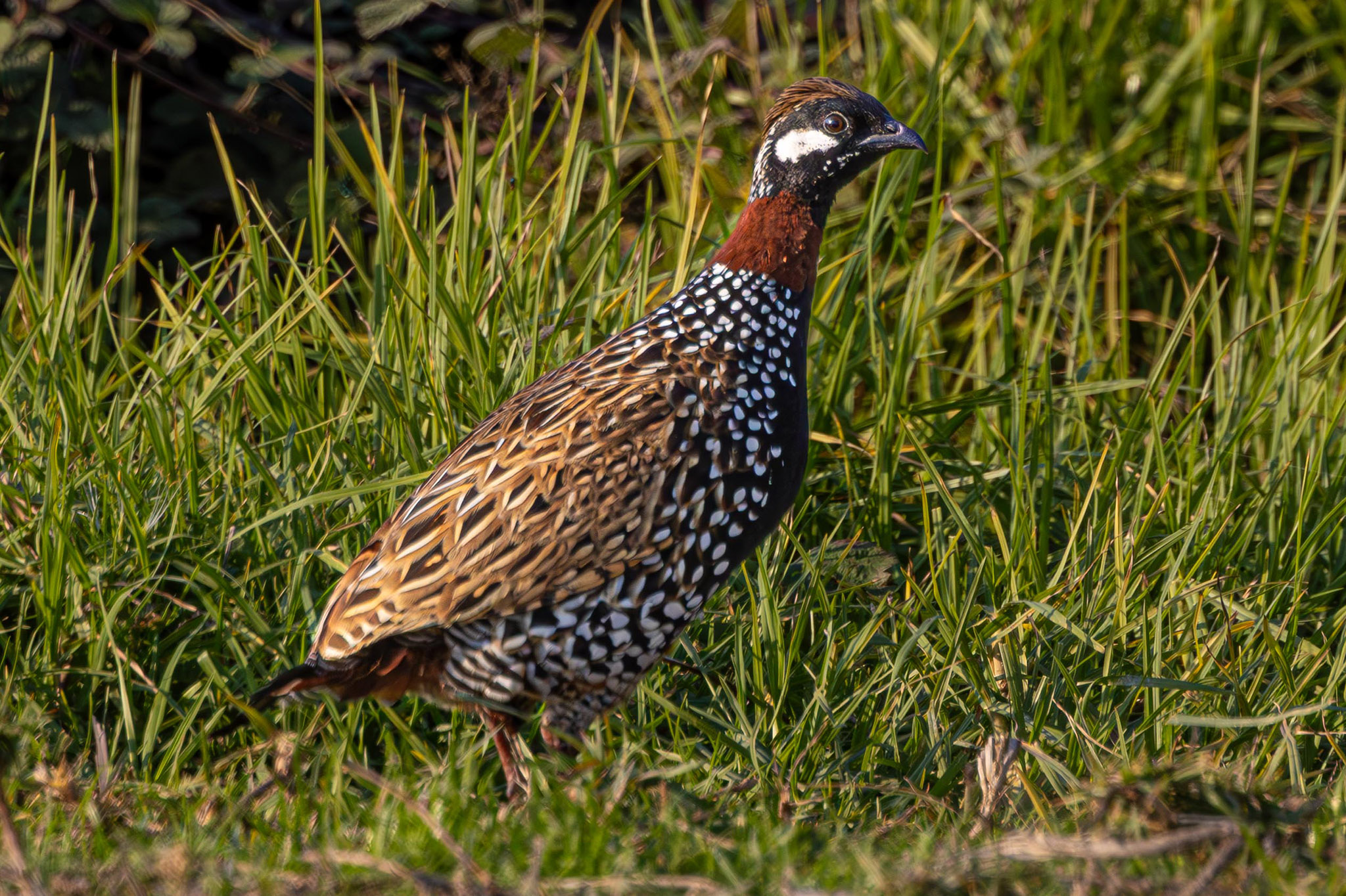 פרנקולין שחור