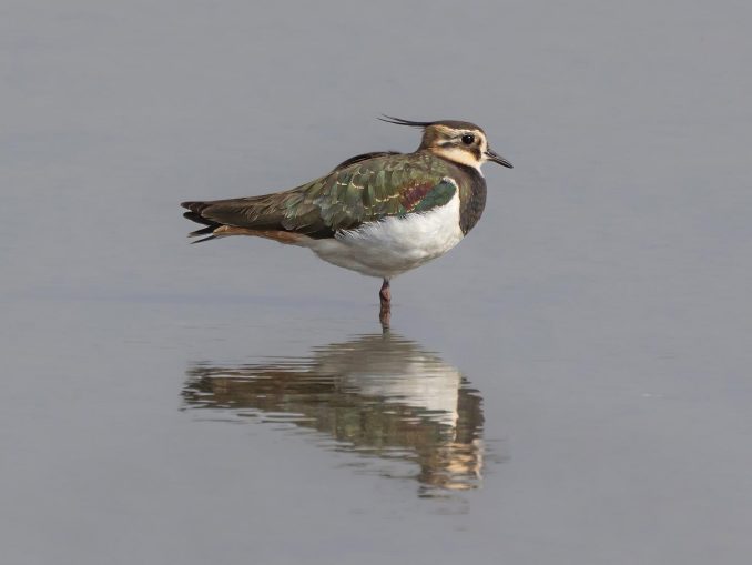 קיוות מצוייצת