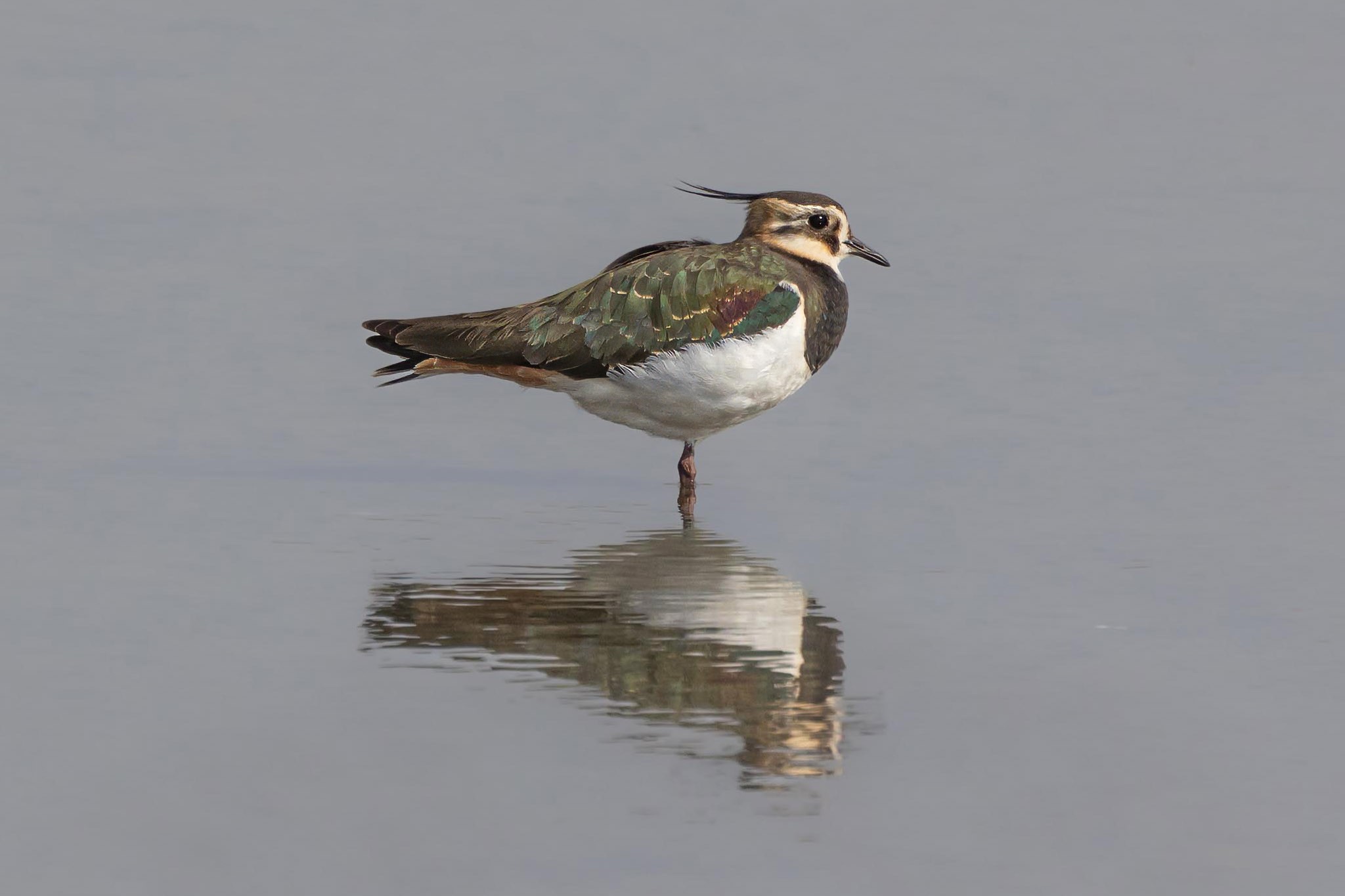 קיוות מצוייצת