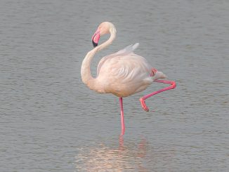 פלמינגו גדול