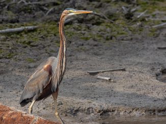 אנפה ארגמנית