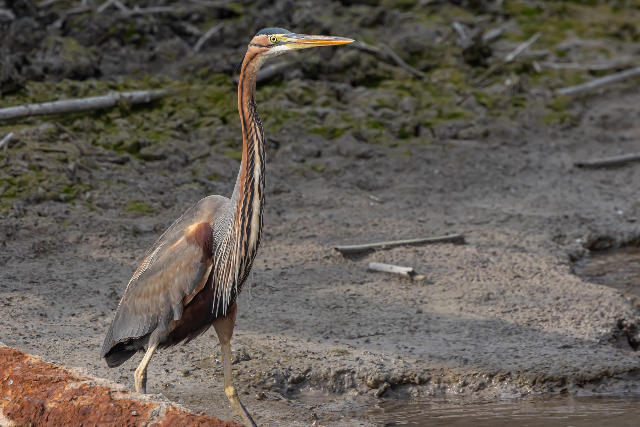 אנפה ארגמנית