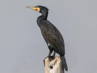 קורמורן גדול