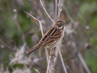 גבתון עפרוני