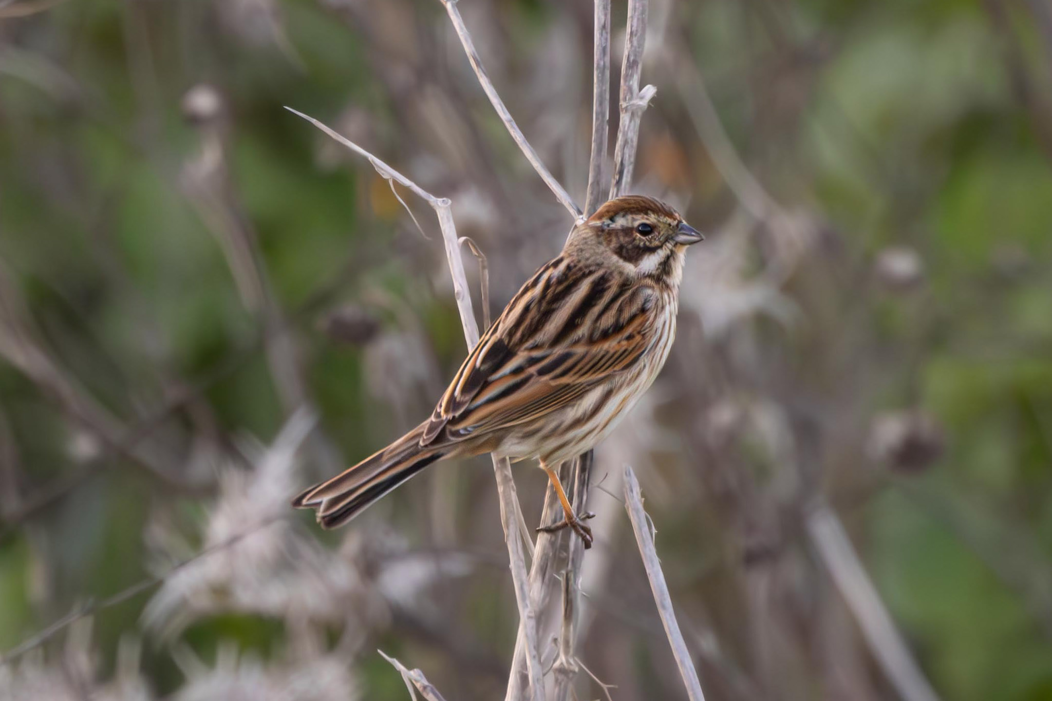 גבתון עפרוני
