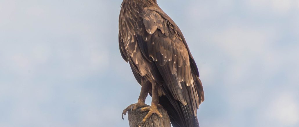 עיט צפרדעים