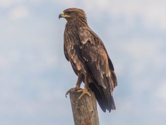 עיט צפרדעים