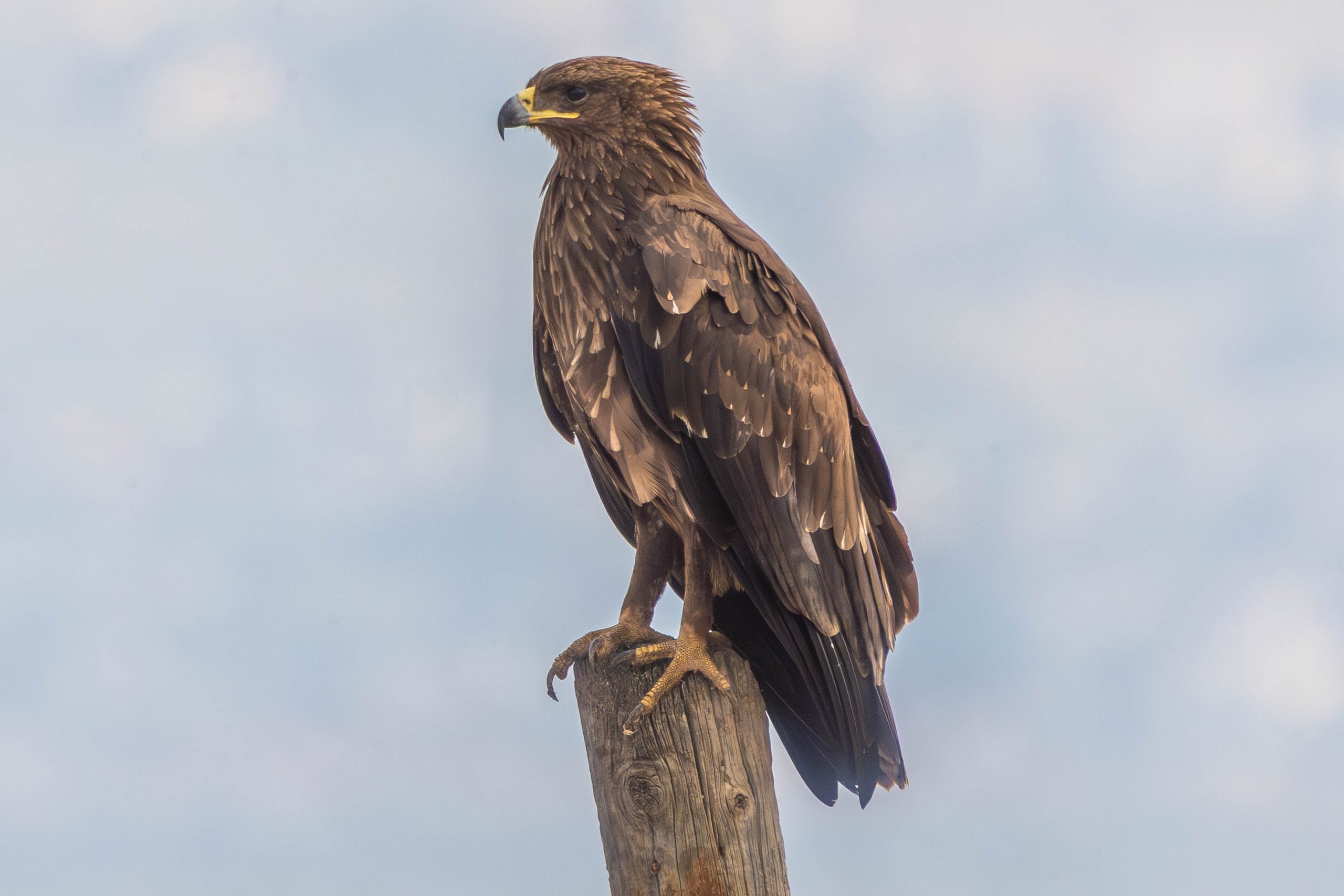 עיט צפרדעים