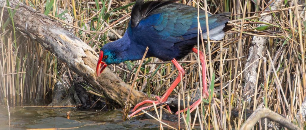פורפיריה כחולה