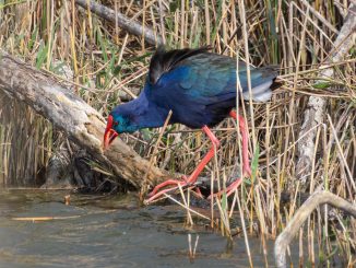 פורפיריה כחולה