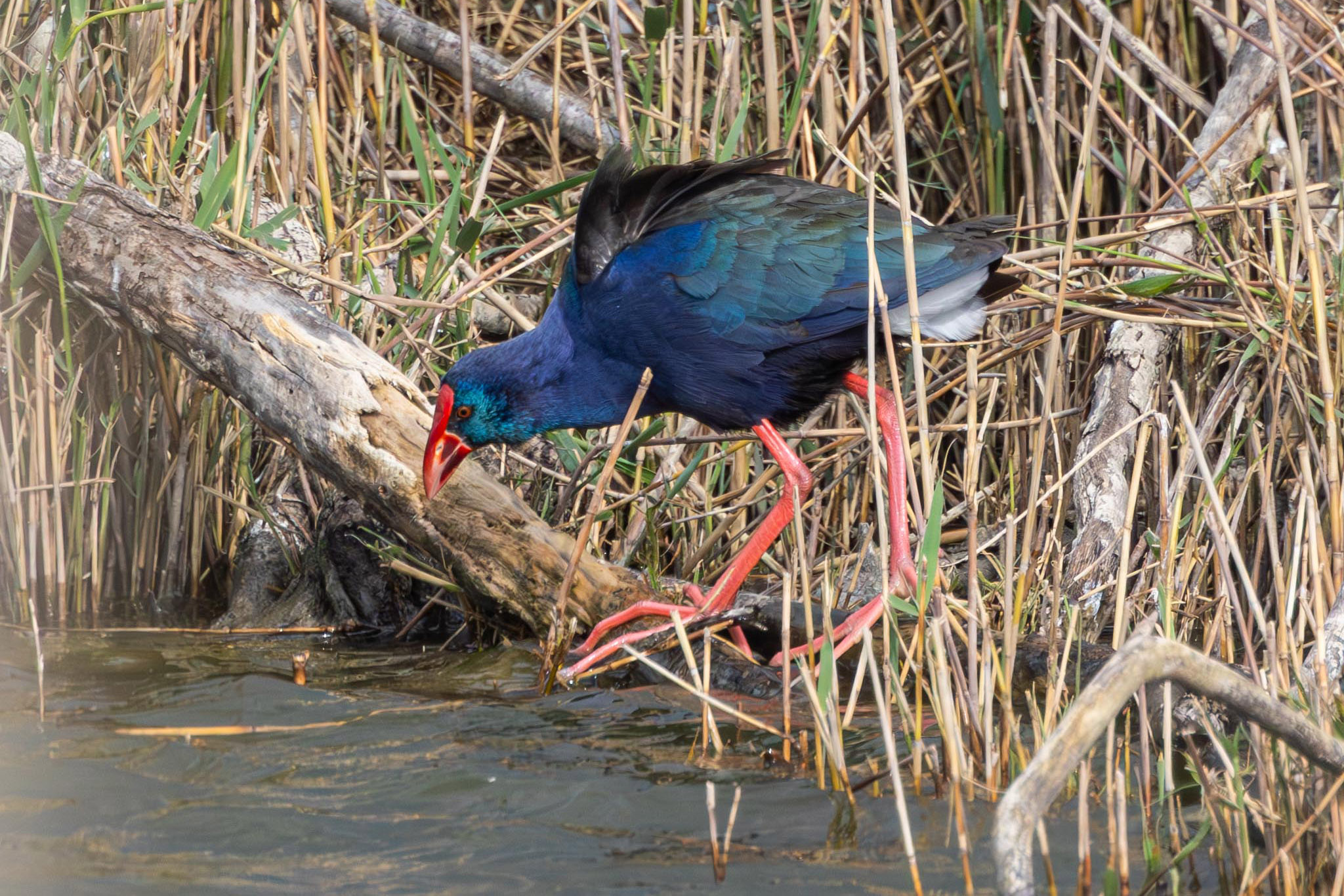 פורפיריה כחולה