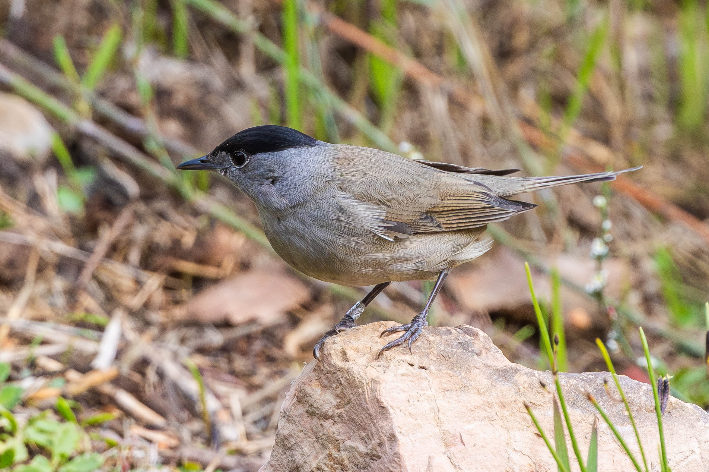 סבכי שחור כיפה