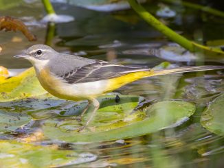 נחליאלי זנבתן