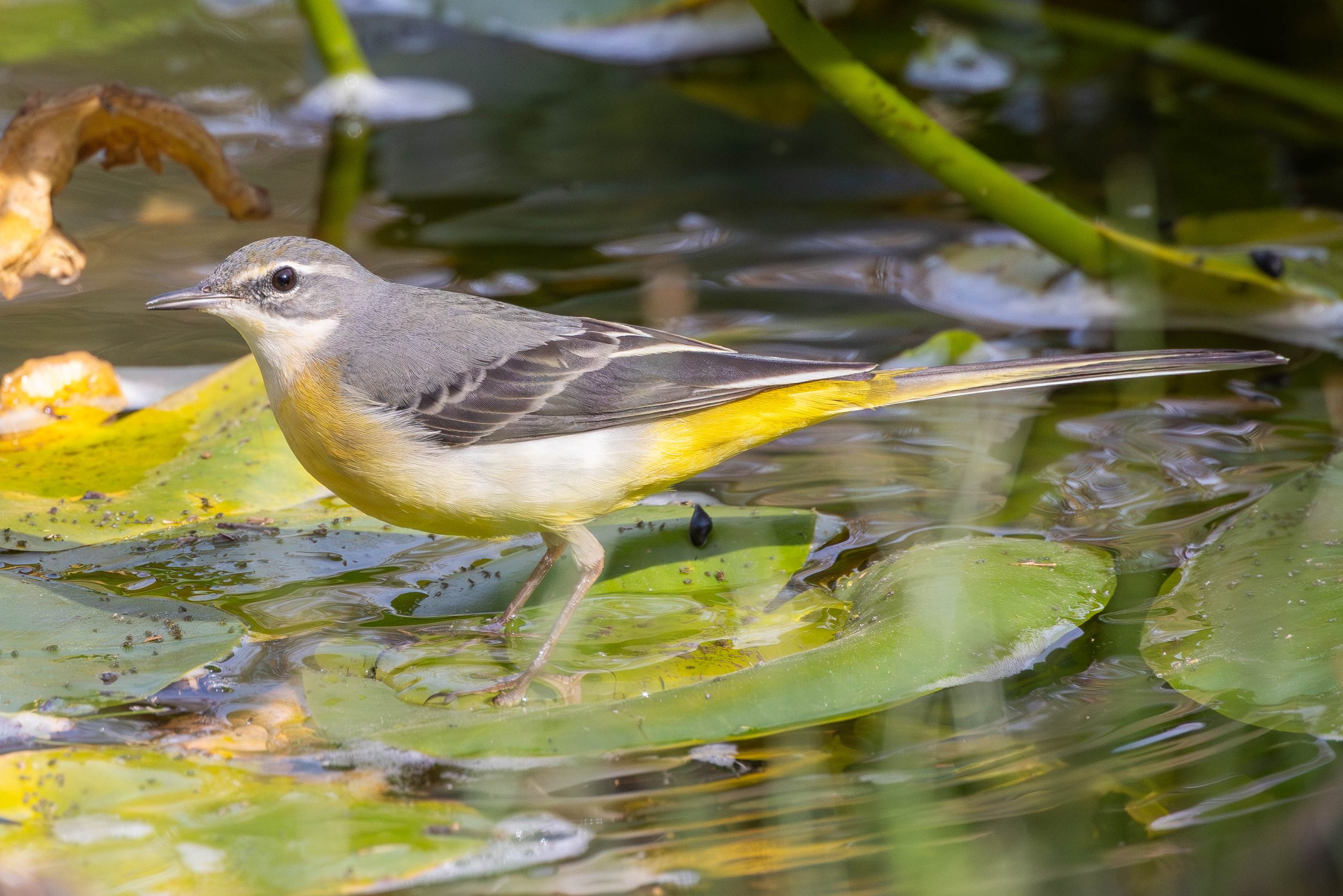 נחליאלי זנבתן