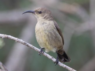 צופית בוהקת