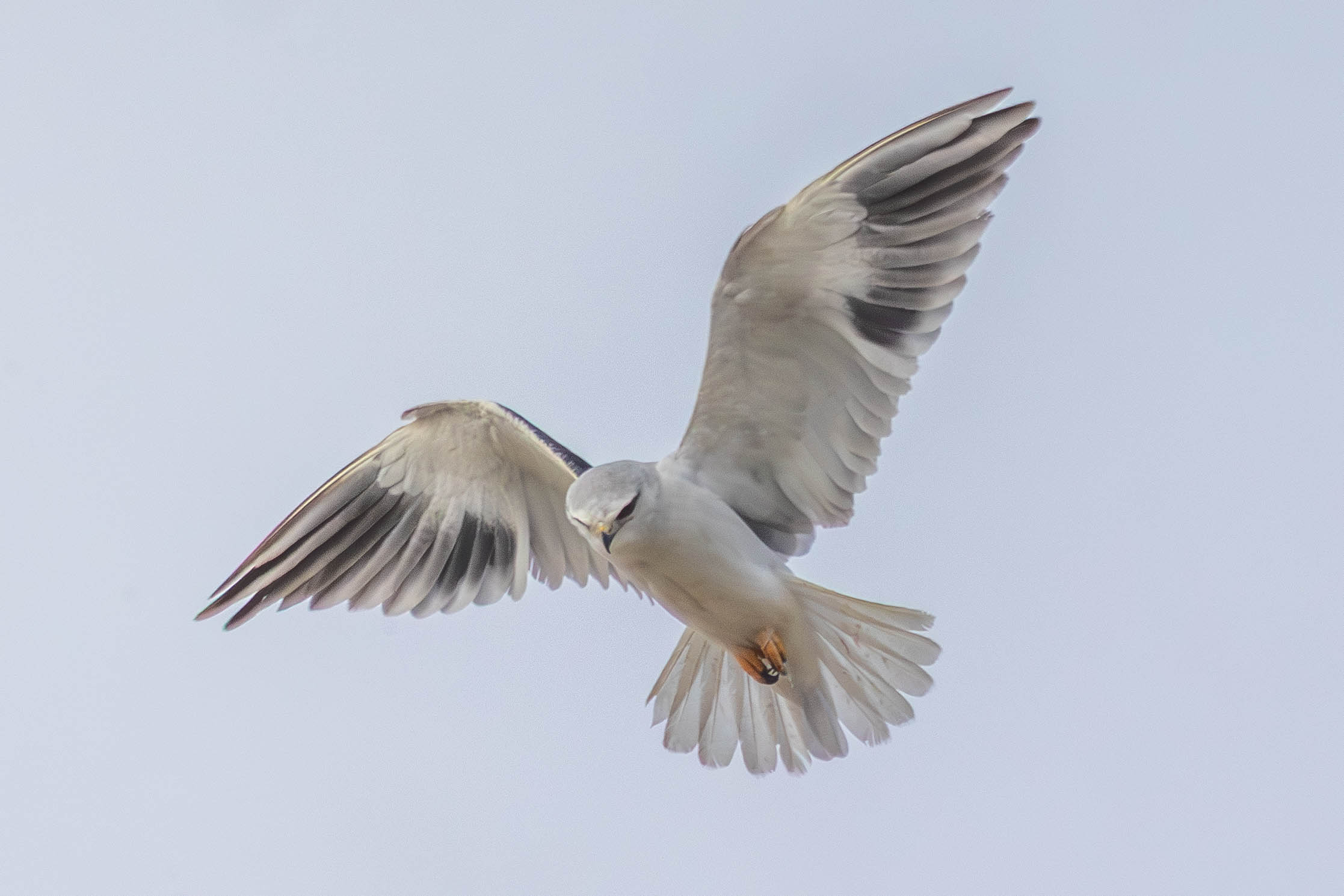 דאה שחורת-כתף